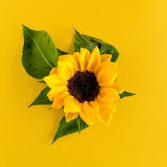 sunflowers-yellow-background_437937-1237